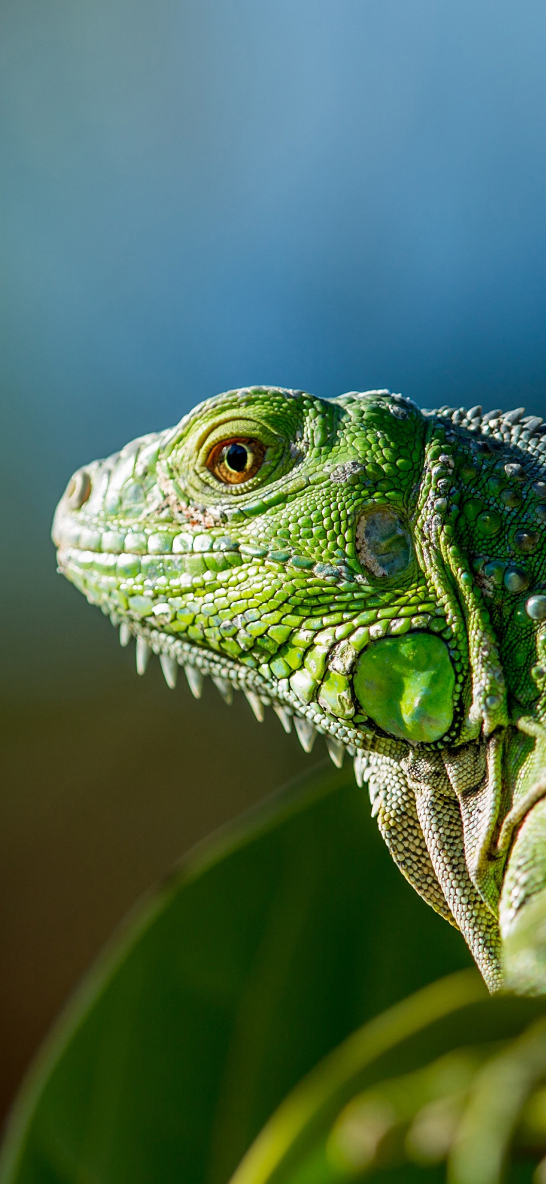 [2436×1125]蜥蜴 绿色 爬行 刺 热带 苹果手机壁纸图片