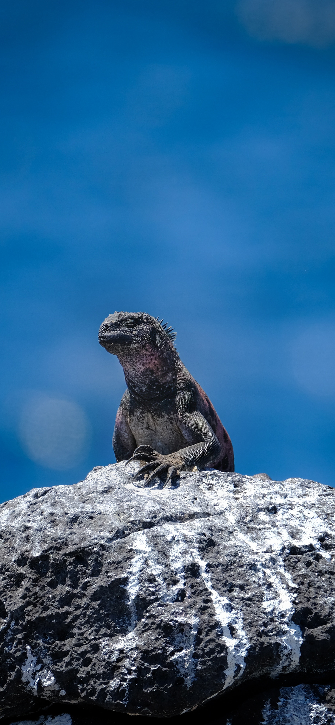 [2436×1125]蜥蜴 蓝天 岩石 爬行 苹果手机壁纸图片