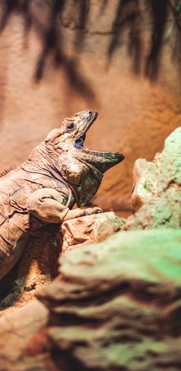 [2436x1125]蜥蜴 觅食 爬行 褐色 苹果手机壁纸图片