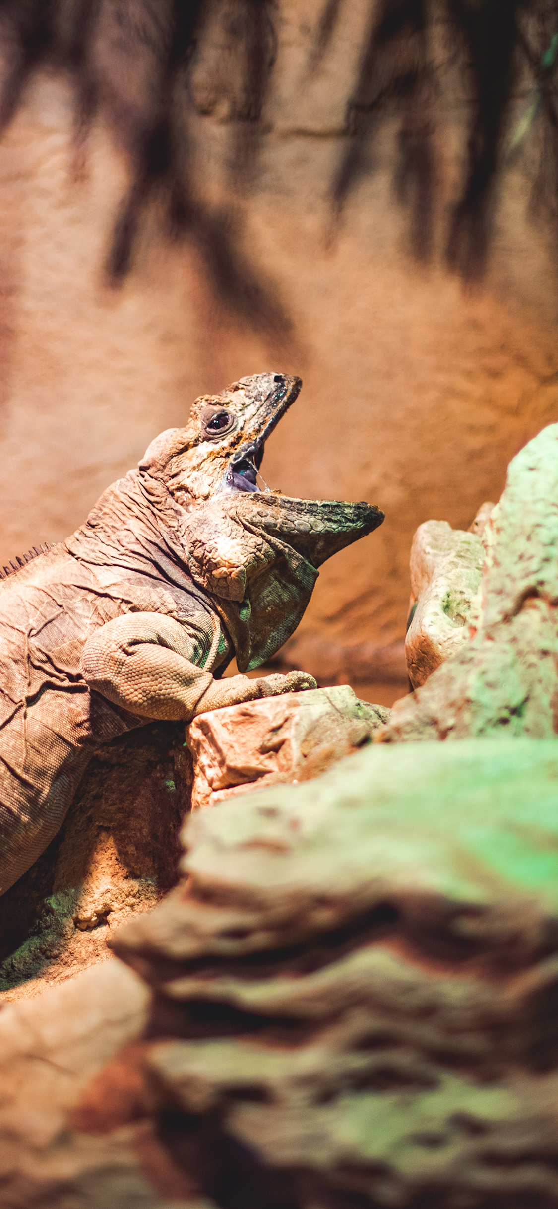 [2436×1125]蜥蜴 觅食 爬行 褐色 苹果手机壁纸图片