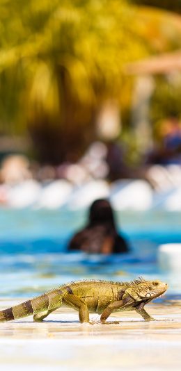 [2436x1125]蜥蜴 长尾巴 大型 爬行动物 苹果手机壁纸图片