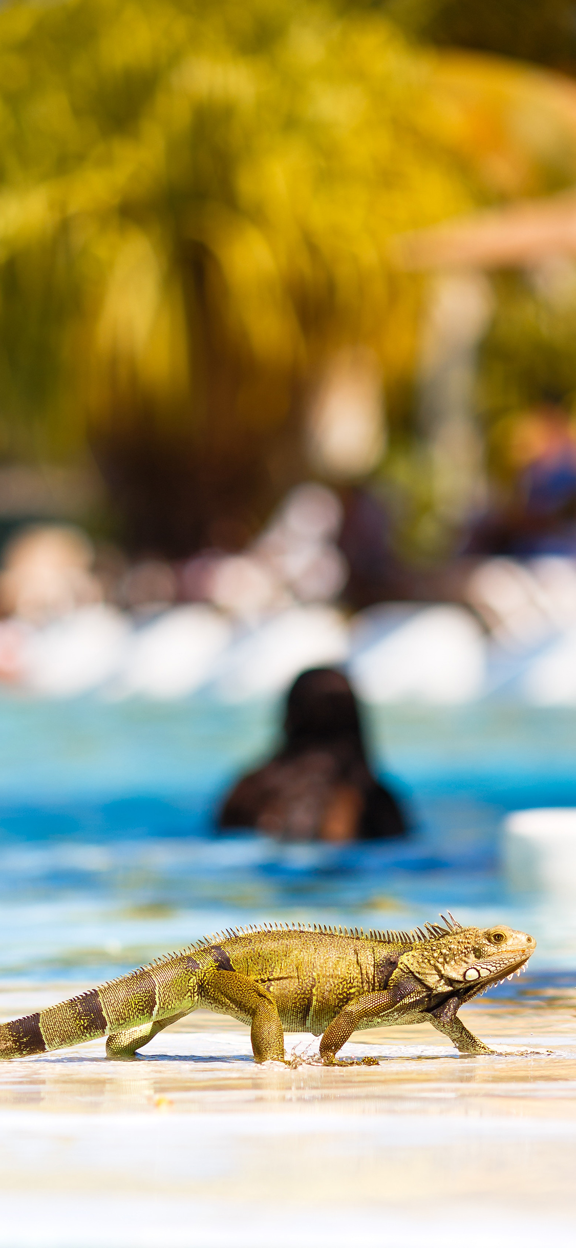 [2436×1125]蜥蜴 长尾巴 大型 爬行动物 苹果手机壁纸图片
