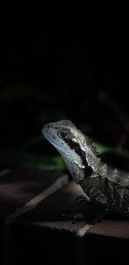 [2436x1125]蜥蜴 鳞片 爬行 两栖 苹果手机壁纸图片