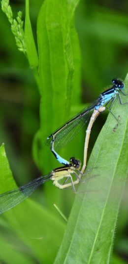[2436x1125]蜻蜓 昆虫 交配 配对 苹果手机壁纸图片