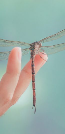 [2436x1125]蜻蜓 昆虫 翅膀 手 苹果手机壁纸图片
