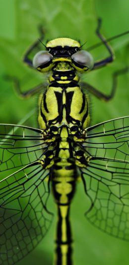 [2436x1125]蜻蜓 绿色 翅膀 昆虫 叶子 苹果手机壁纸图片