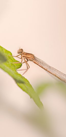 [2436x1125]蜻蜓 翅膀 叶子 苹果手机壁纸图片