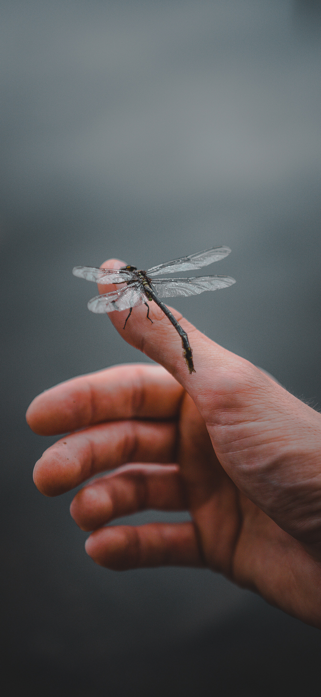[2436×1125]蜻蜓 翅膀 昆虫 手指 苹果手机壁纸图片