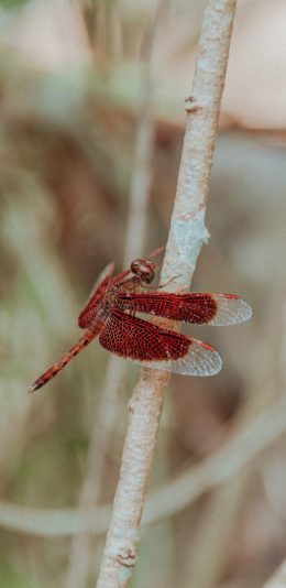 [2436x1125]蜻蜓 翅膀 枝干 昆虫 苹果手机壁纸图片