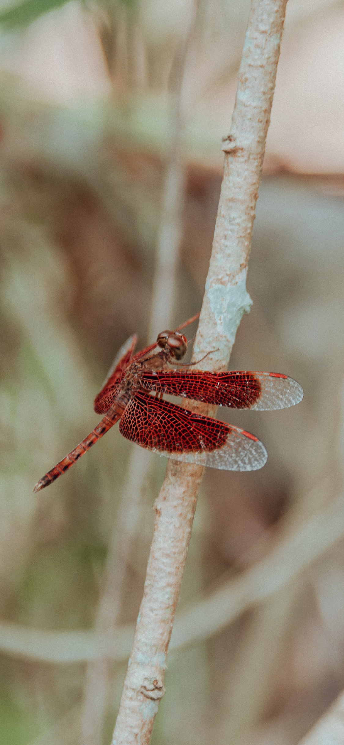 [2436×1125]蜻蜓 翅膀 枝干 昆虫 苹果手机壁纸图片
