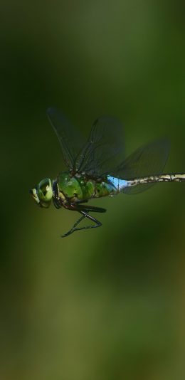 [2436x1125]蜻蜓 飞行 绿色 翅膀 昆虫 苹果手机壁纸图片