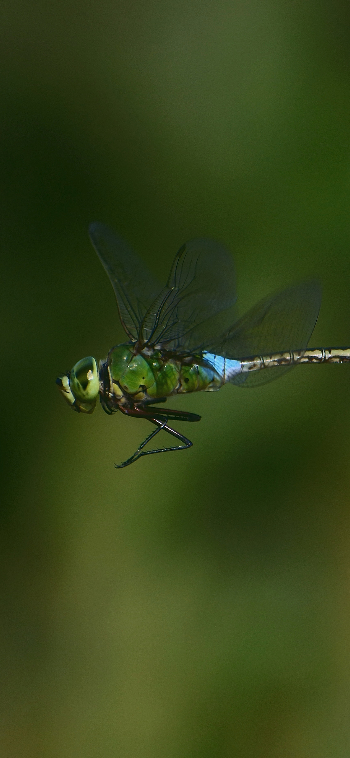 [2436×1125]蜻蜓 飞行 绿色 翅膀 昆虫 苹果手机壁纸图片