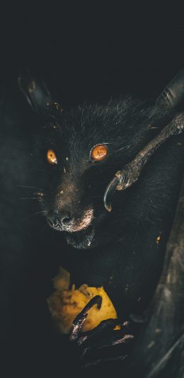 [2436x1125]蝙蝠  天鼠 哺乳动物 夜间觅食 苹果手机壁纸图片