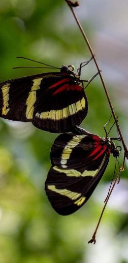 [2436x1125]蝴蝶 交尾  交配 昆虫 苹果手机壁纸图片