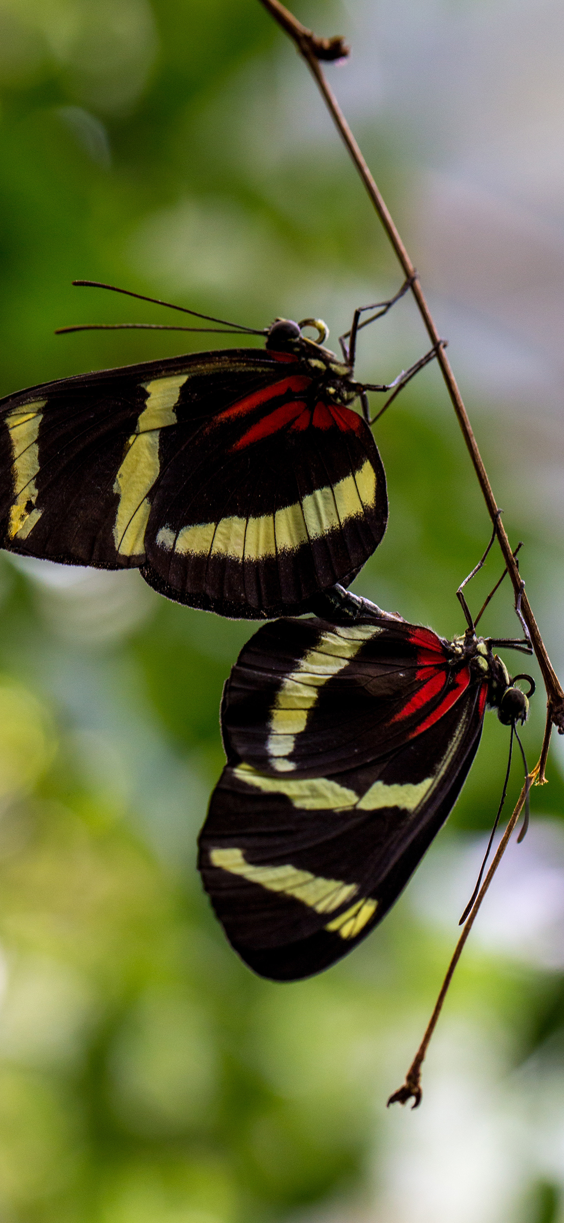 [2436×1125]蝴蝶 交尾  交配 昆虫 苹果手机壁纸图片