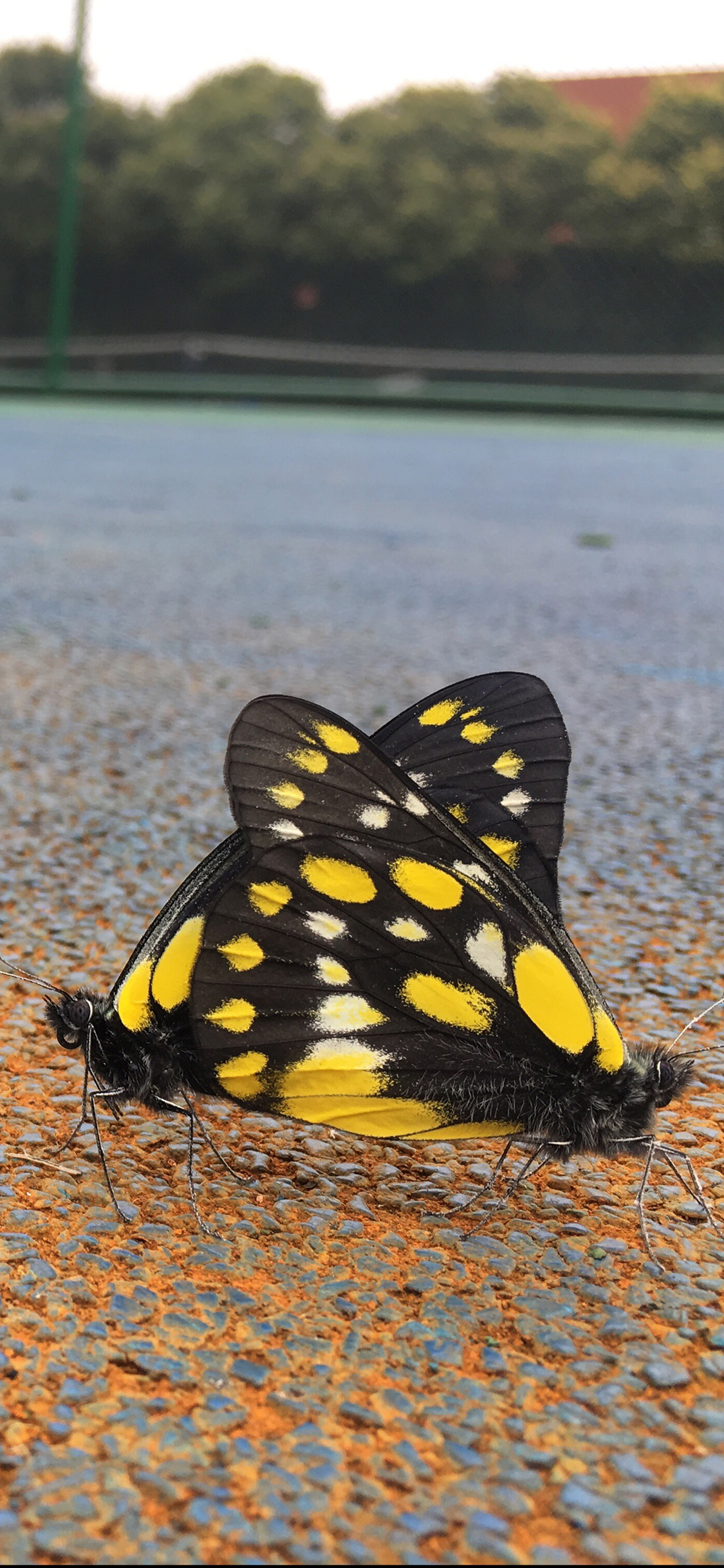 [2436×1125]蝴蝶 交尾 交配 繁衍 苹果手机壁纸图片
