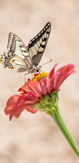 [2436x1125]蝴蝶 小花 花朵 昆虫 苹果手机壁纸图片