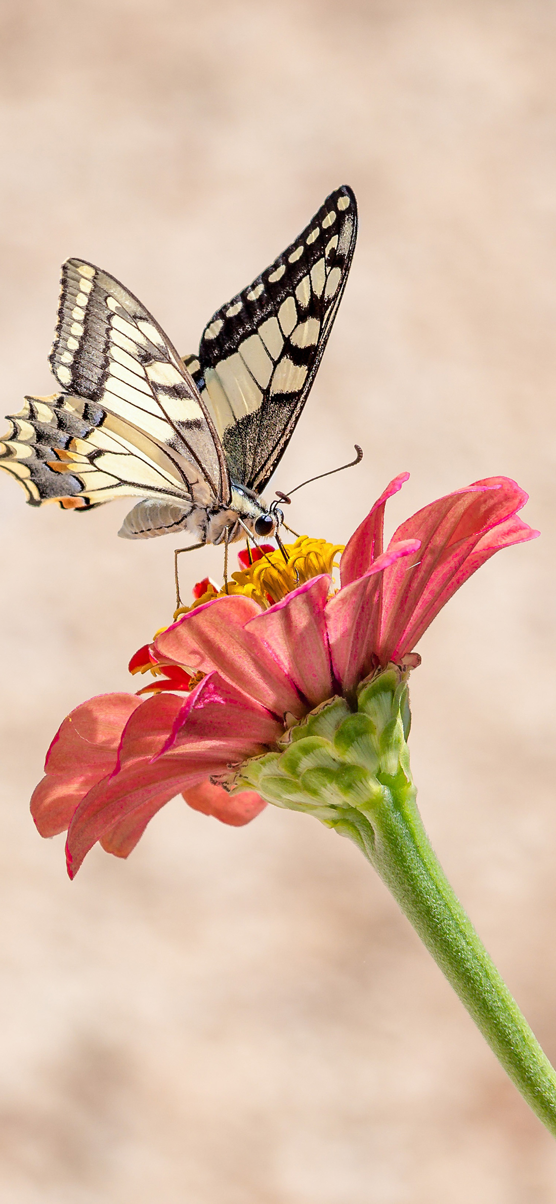 [2436×1125]蝴蝶 小花 花朵 昆虫 苹果手机壁纸图片