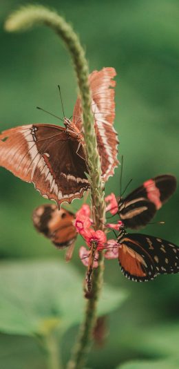 [2436x1125]蝴蝶 小花 采蜜 粉翅 苹果手机壁纸图片