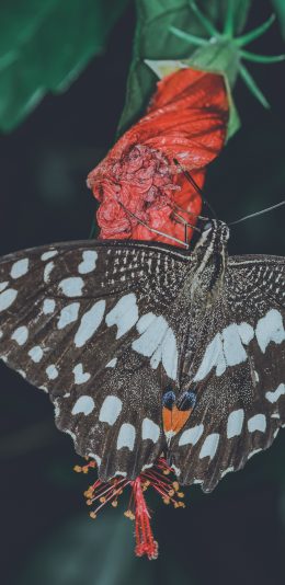 [2436x1125]蝴蝶 彩蝶 昆虫 花粉 苹果手机壁纸图片