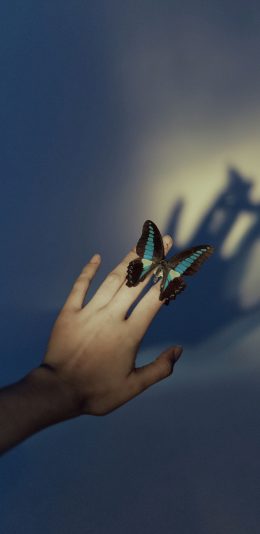 [2436x1125]蝴蝶 手 影子 翅膀 昆虫 苹果手机壁纸图片