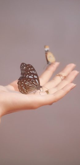 [2436x1125]蝴蝶 手 昆虫 翅膀 苹果手机壁纸图片