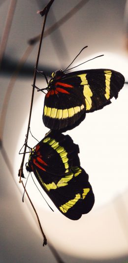 [2436x1125]蝴蝶 昆虫 交配  交尾 苹果手机壁纸图片