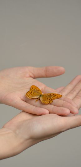 [2436x1125]蝴蝶 昆虫 双手 翅膀 苹果手机壁纸图片