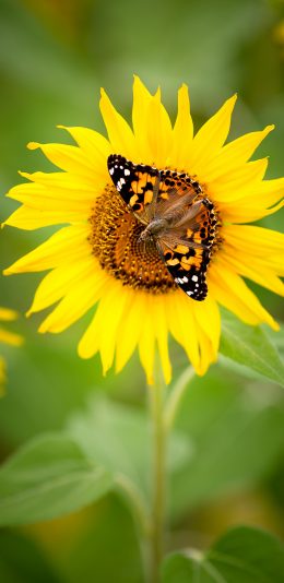 [2436x1125]蝴蝶 昆虫 向日葵 葵花 苹果手机壁纸图片