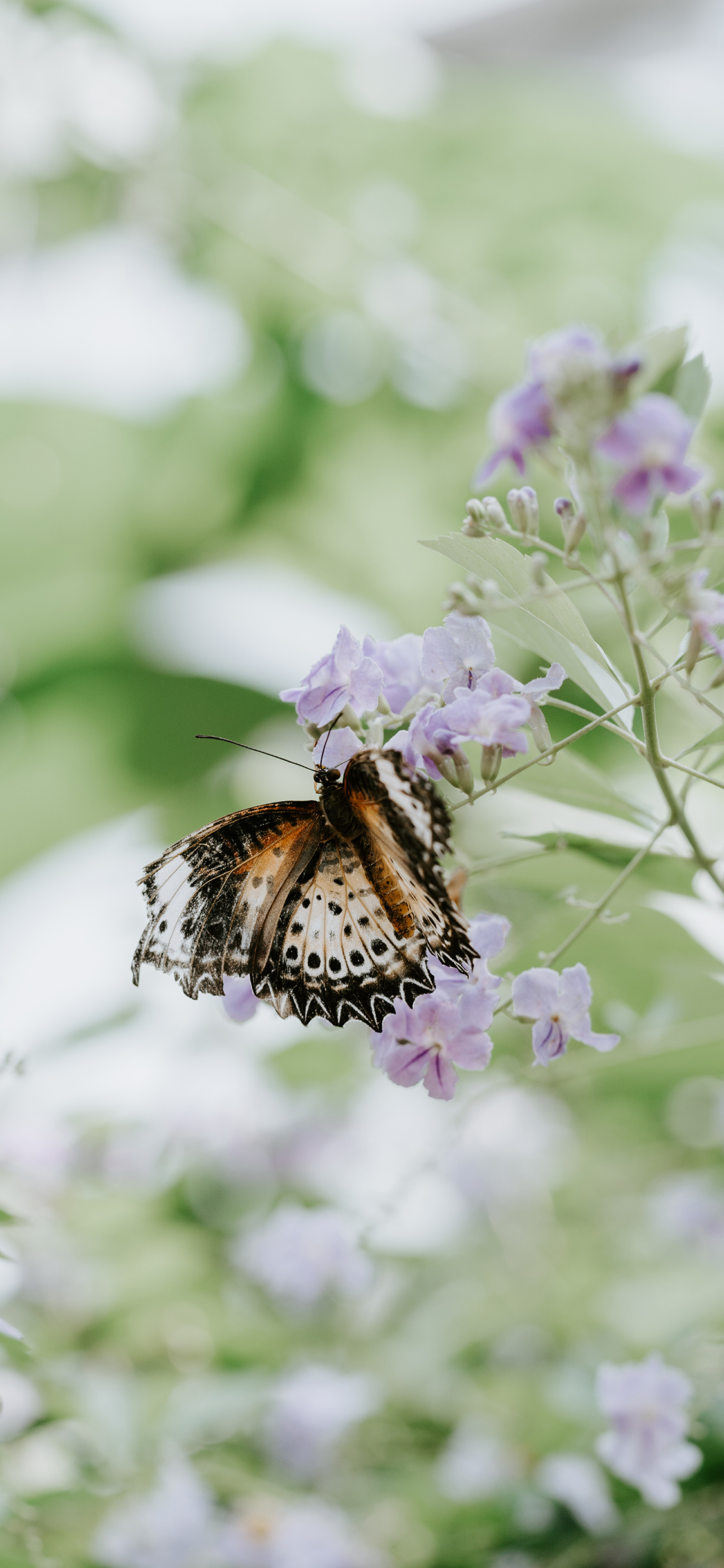 [2436×1125]蝴蝶 昆虫 小花 采蜜 苹果手机壁纸图片
