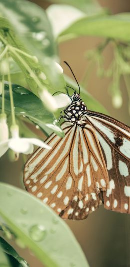 [2436x1125]蝴蝶 昆虫 枝叶 粉翅 苹果手机壁纸图片