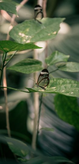 [2436x1125]蝴蝶 昆虫 枝叶 翅膀 苹果手机壁纸图片