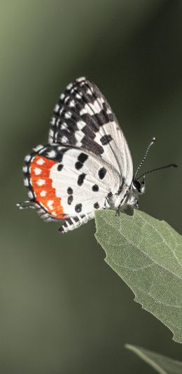 [2436x1125]蝴蝶 昆虫 枝叶 飞蛾 苹果手机壁纸图片