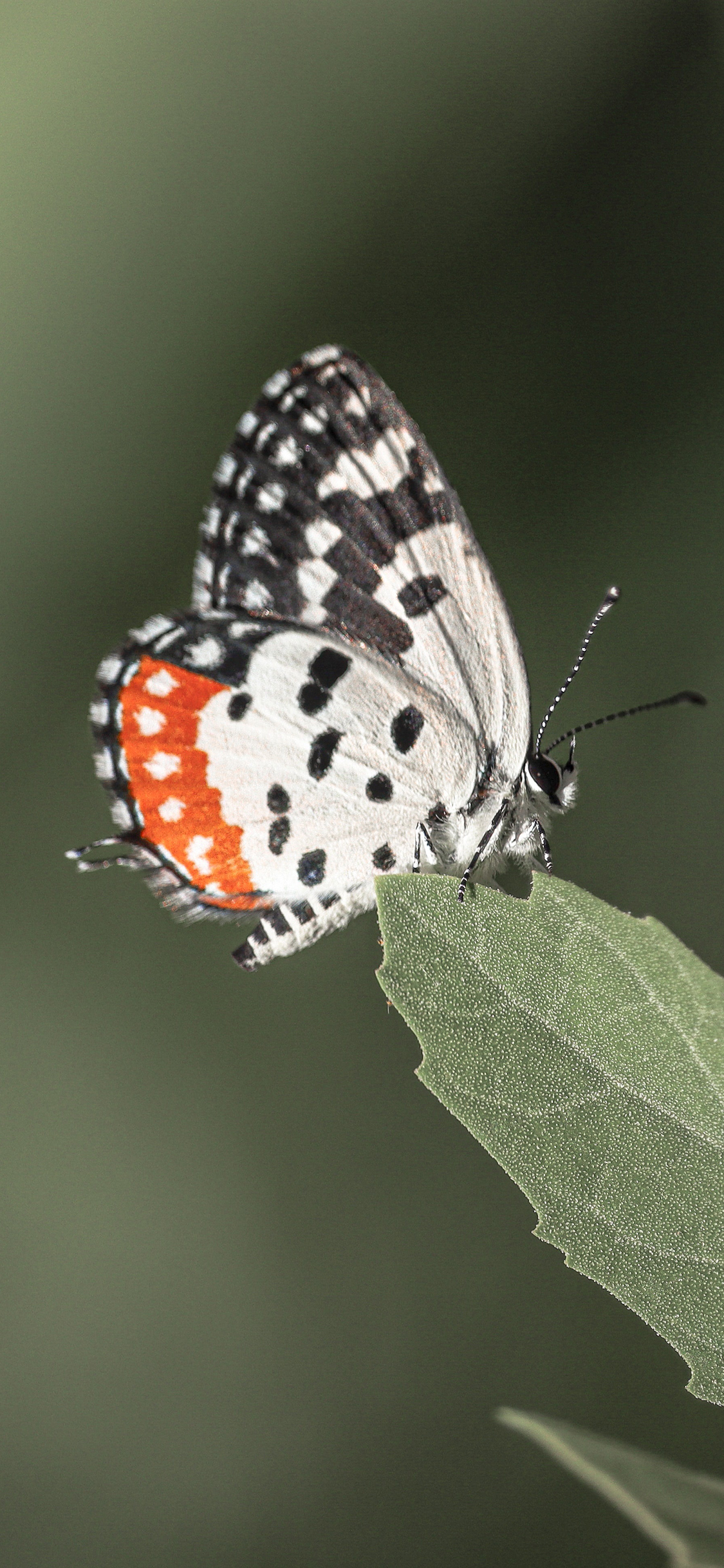 [2436×1125]蝴蝶 昆虫 枝叶 飞蛾 苹果手机壁纸图片