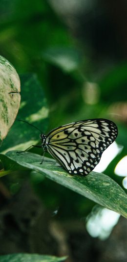 [2436x1125]蝴蝶 昆虫 树叶 枝叶 苹果手机壁纸图片