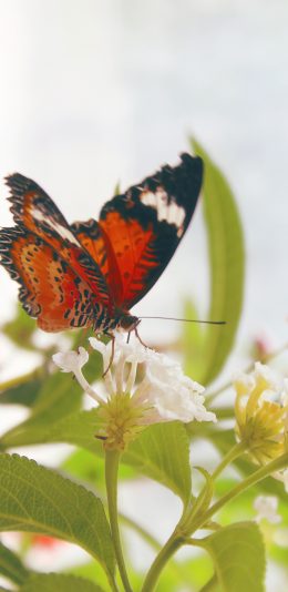 [2436x1125]蝴蝶 昆虫 植物 黄朵 苹果手机壁纸图片