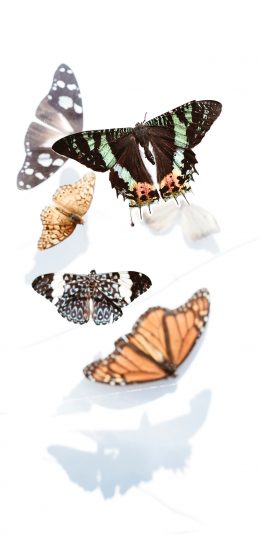 [2436x1125]蝴蝶 昆虫 粉翅 标本 苹果手机壁纸图片