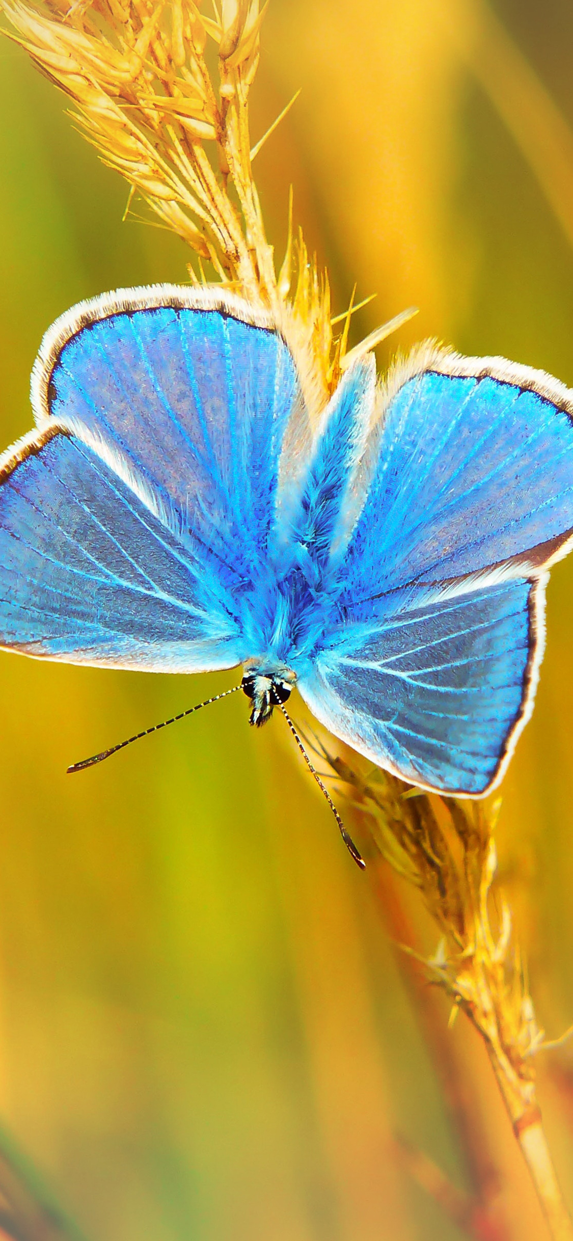 [2436×1125]蝴蝶 昆虫 粉翅 蓝蝶 苹果手机壁纸图片