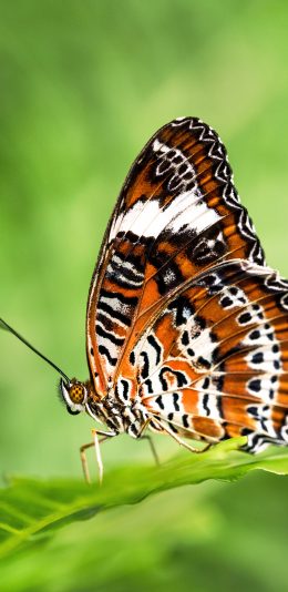 [2436x1125]蝴蝶 昆虫 粉翅 鲜艳 苹果手机壁纸图片