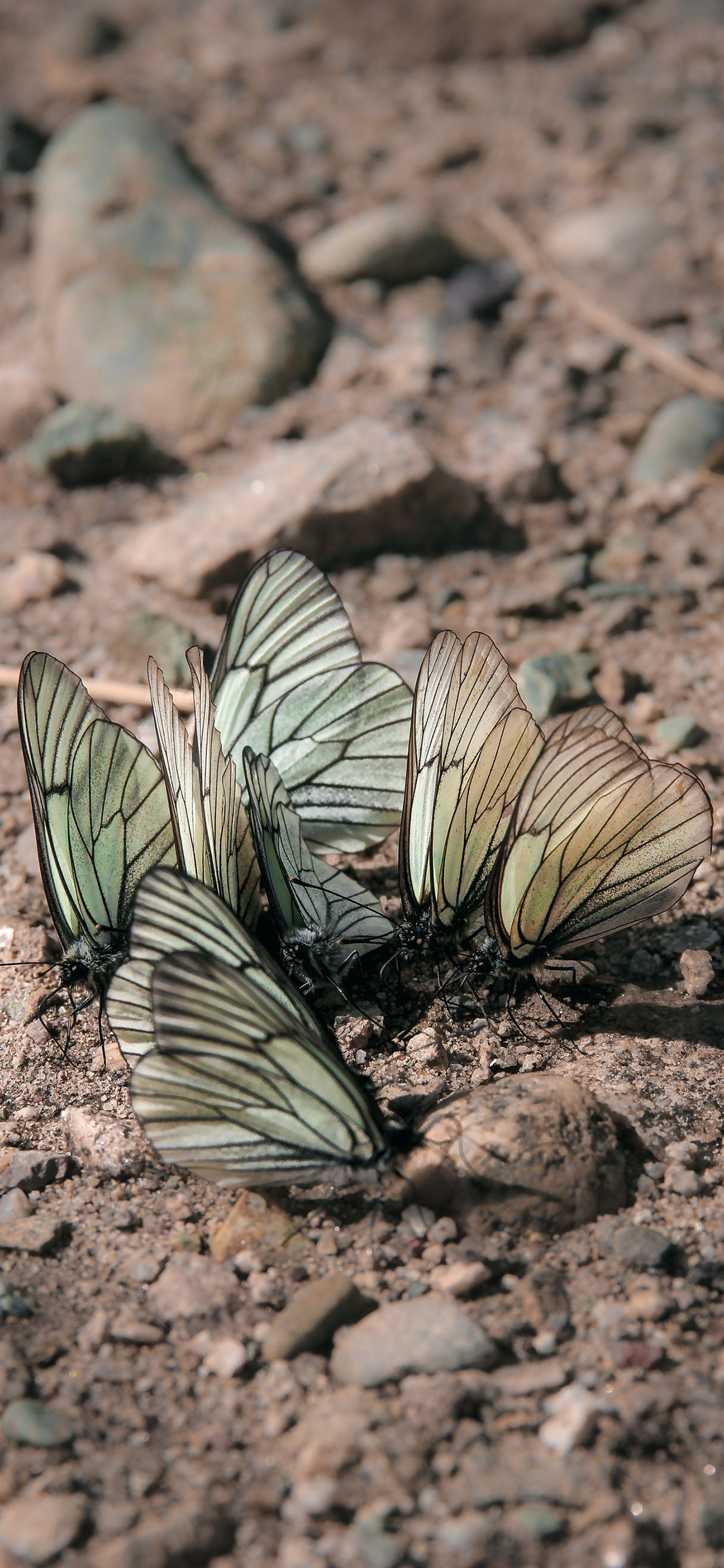 [2436×1125]蝴蝶 昆虫 翅膀 土地 苹果手机壁纸图片