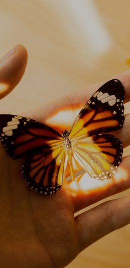 [2436x1125]蝴蝶 昆虫 翅膀 手 光 苹果手机壁纸图片