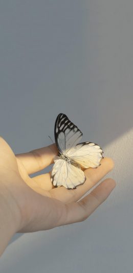 [2436x1125]蝴蝶 昆虫 翅膀 手 光影 苹果手机壁纸图片