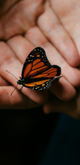 [2436x1125]蝴蝶 昆虫 翅膀 美丽 双手 苹果手机壁纸图片