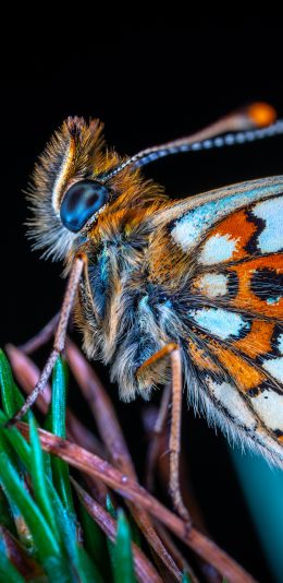 [2436x1125]蝴蝶 昆虫 翅膀 花斑 苹果手机壁纸图片