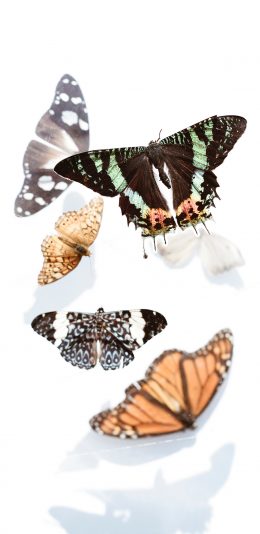 [2436x1125]蝴蝶 昆虫 翅膀 花纹 苹果手机壁纸图片