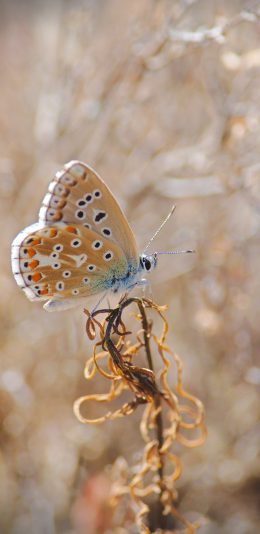 [2436x1125]蝴蝶 昆虫 翅膀 野外 苹果手机壁纸图片