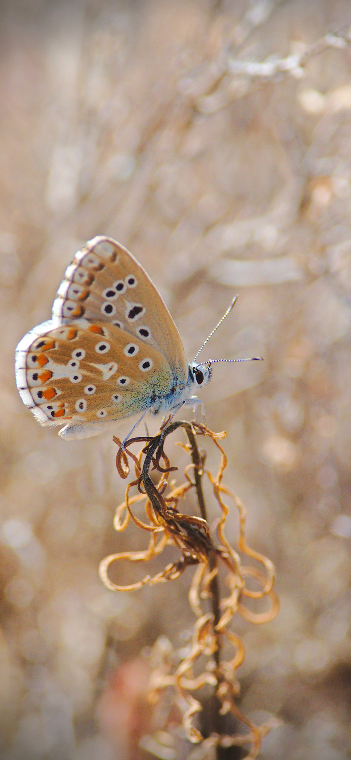 [2436×1125]蝴蝶 昆虫 翅膀 野外 苹果手机壁纸图片