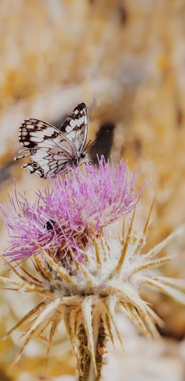 [2436x1125]蝴蝶 昆虫 花朵 采粉 苹果手机壁纸图片