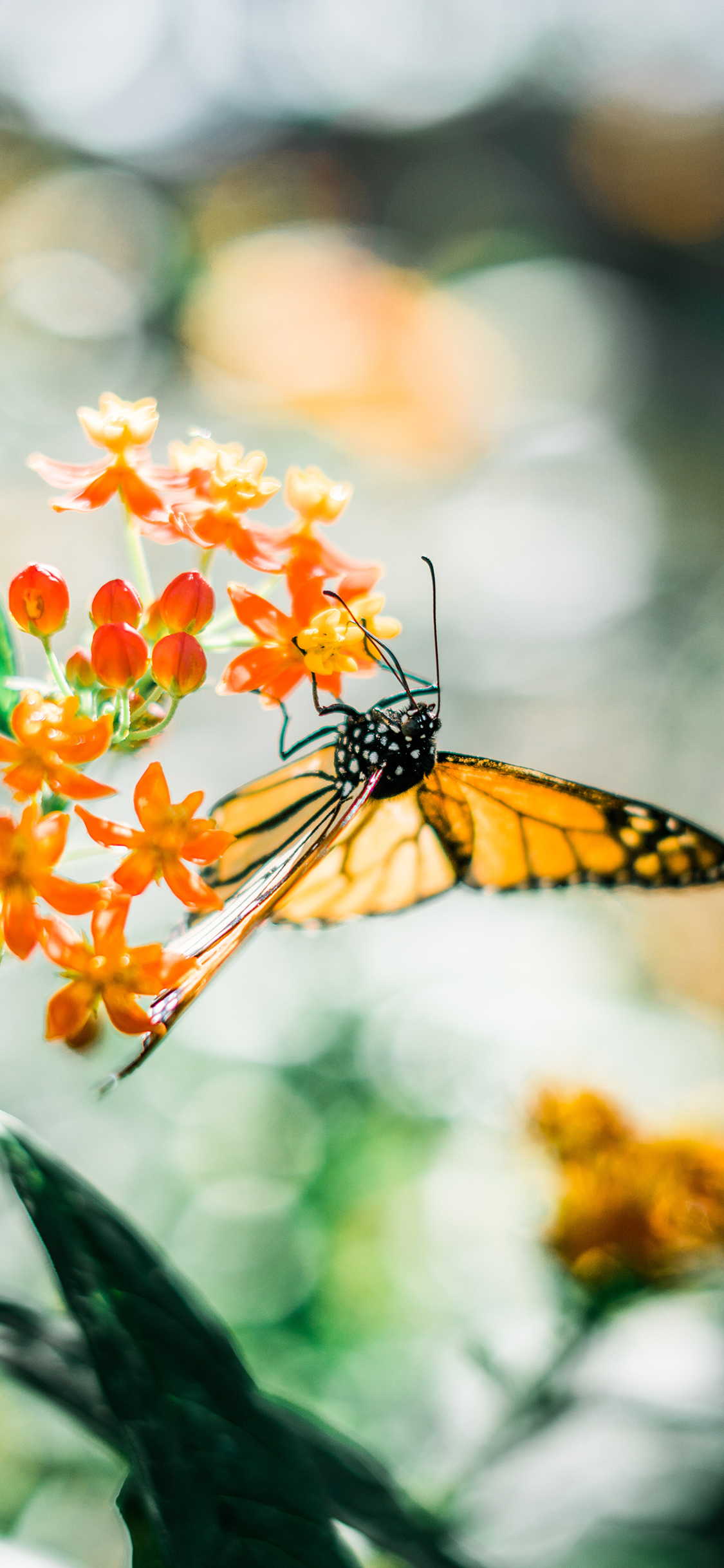 [2436×1125]蝴蝶 昆虫 花朵 采蜜 苹果手机壁纸图片