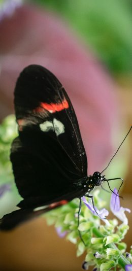 [2436x1125]蝴蝶 昆虫 花草 采蜜 苹果手机壁纸图片